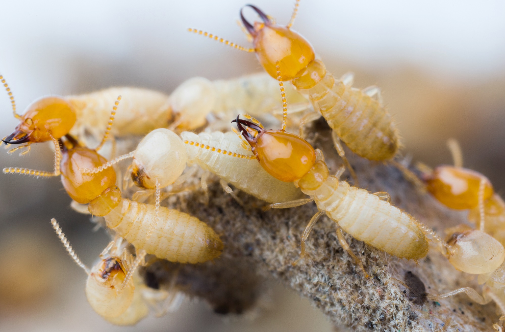 Termites in Thailand